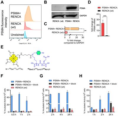 Performance of PSMA-targeted radiotheranostics in an experimental model of renal cell carcinoma